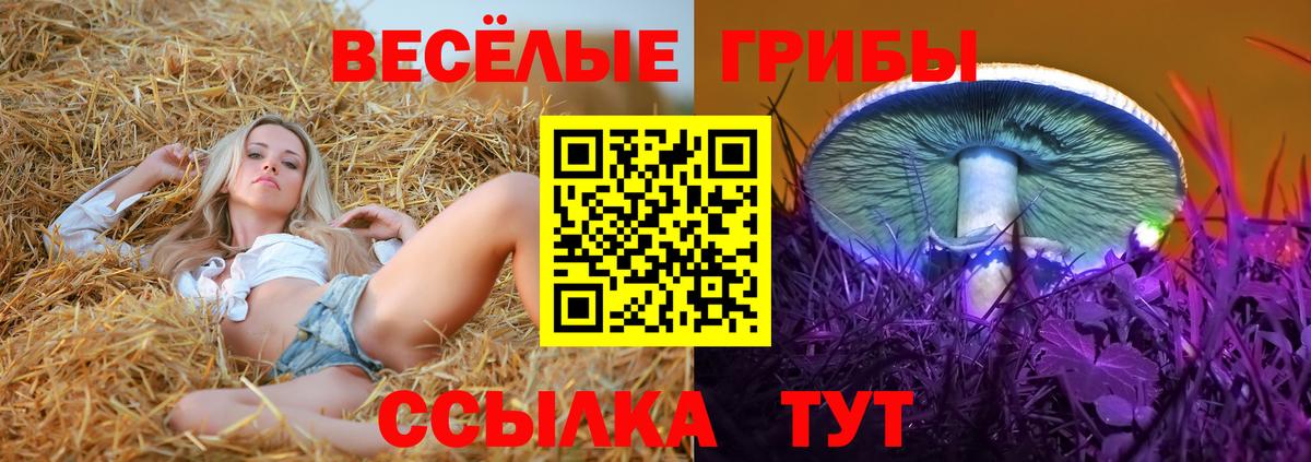 Галлюциногенные грибы Cubensis  Вход с VPN  Гудермес 